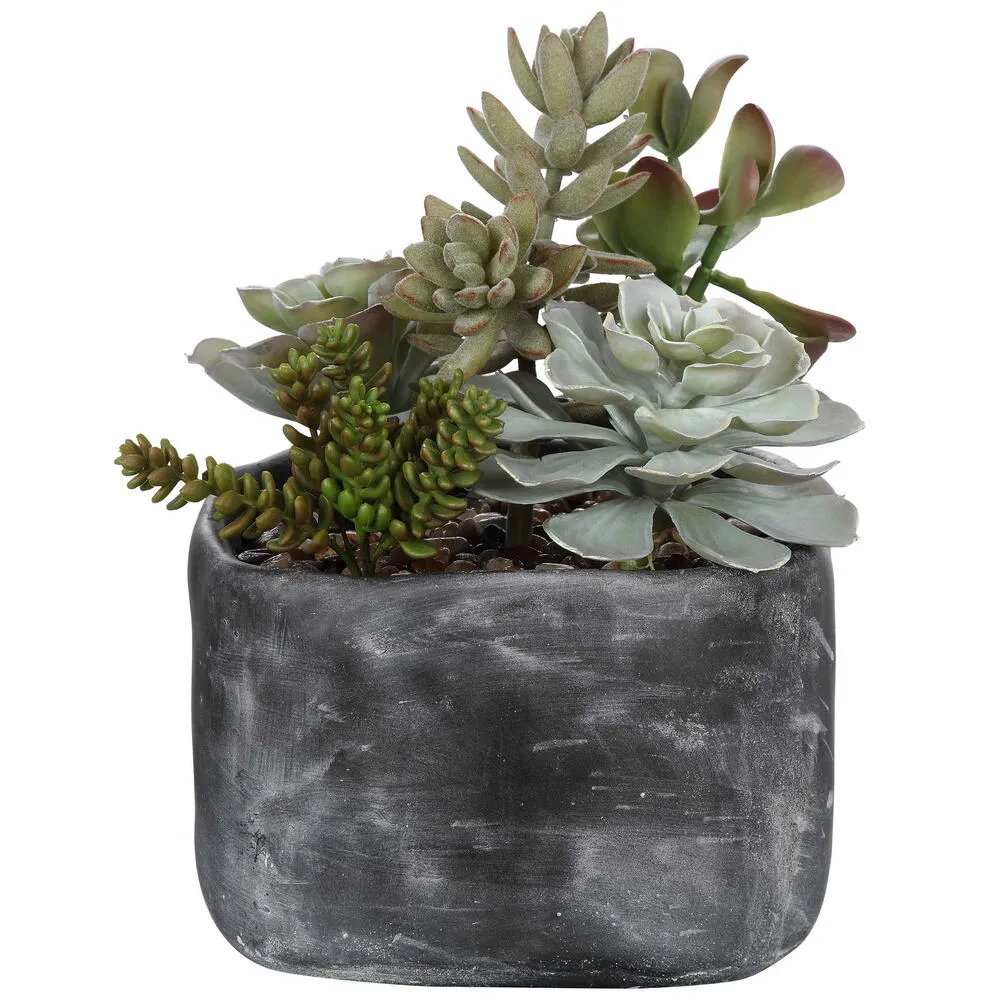 Contemporary Desert Succulents Decor