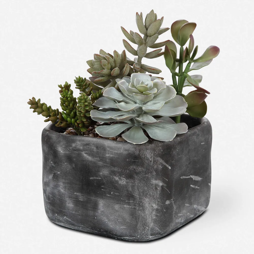 Contemporary Desert Succulents Decor